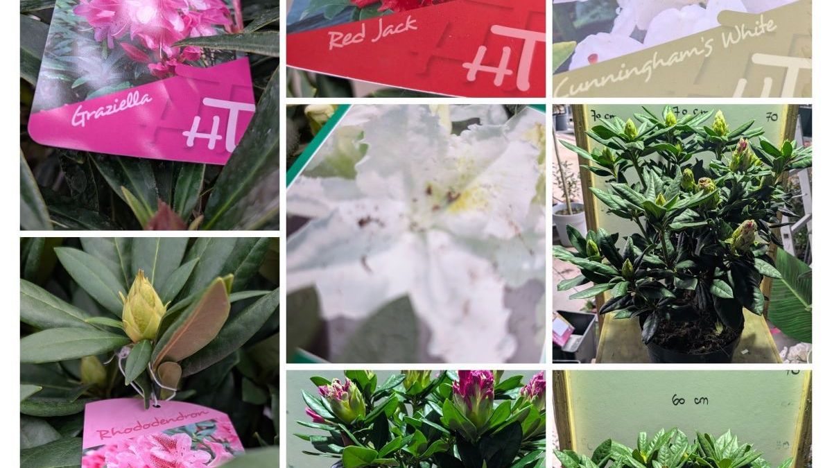 RHODODENDRON-HYBRIDES à partir de 25€