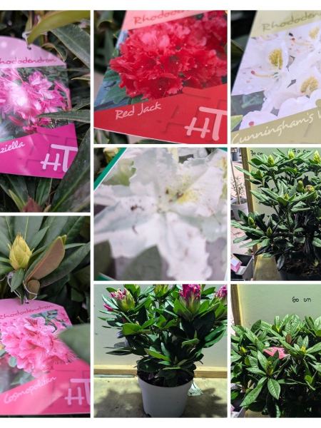 RHODODENDRON-HYBRIDES à partir de 25€ RHODODENDRON-HYBRIDES à partir de 25€