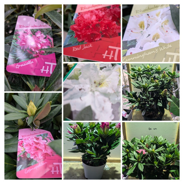 RHODODENDRON-HYBRIDES à partir de 25€
