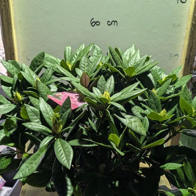 RHODODENDRON-HYBRIDES- GRAND 29€