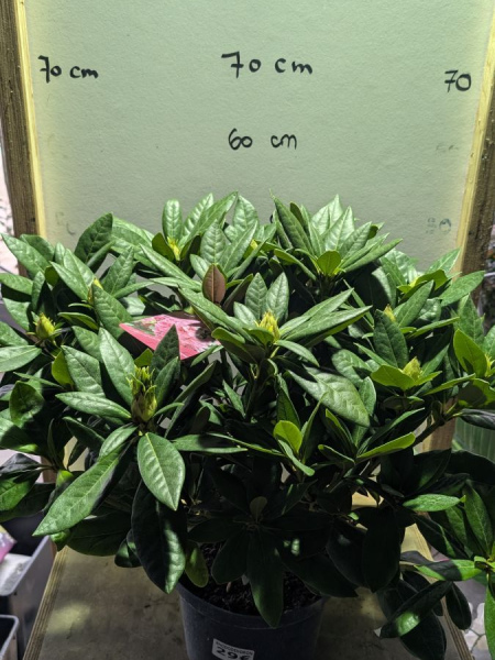 RHODODENDRON-HYBRIDES- GRAND 29€
