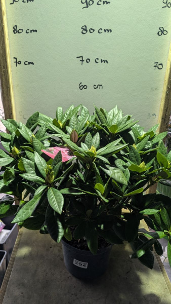 RHODODENDRON-HYBRIDES- GRAND 29€
