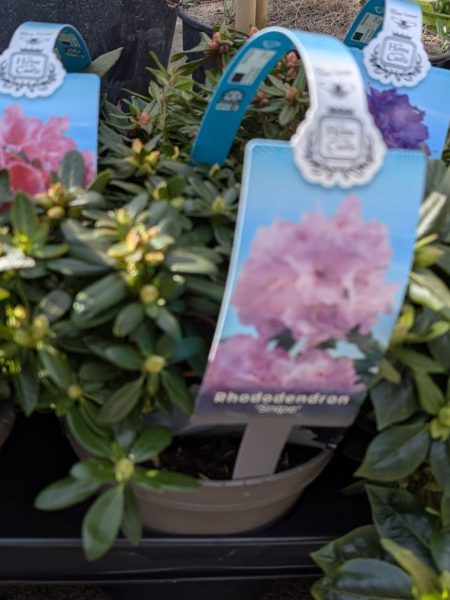 RHODODENDRON RHODODENDRON