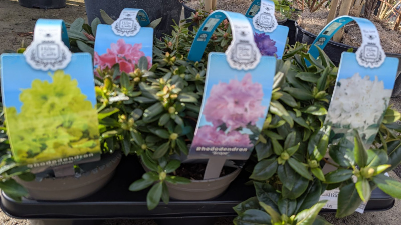 RHODODENDRON