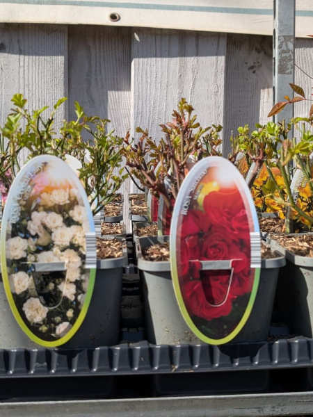 ROSIER-COUVRE-SOL ROSIER-COUVRE-SOL