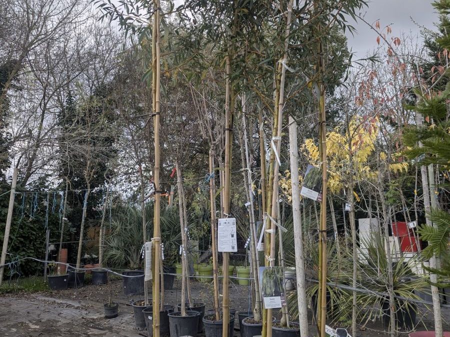 SAULE-PLEUREUR-39€