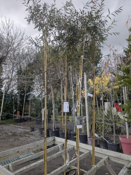 SAULE-PLEUREUR-39€