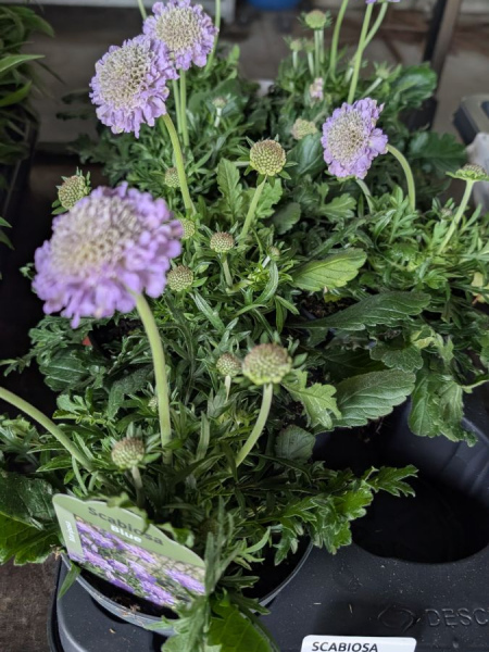 SCABIOSA SCABIOSA