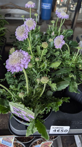 SCABIOSA