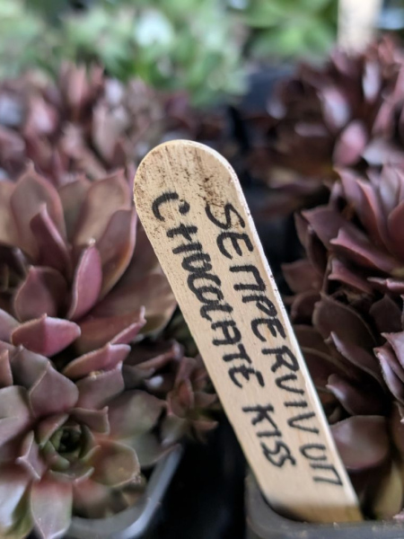 SEDUM-CHOCOLATE SEDUM-CHOCOLATE