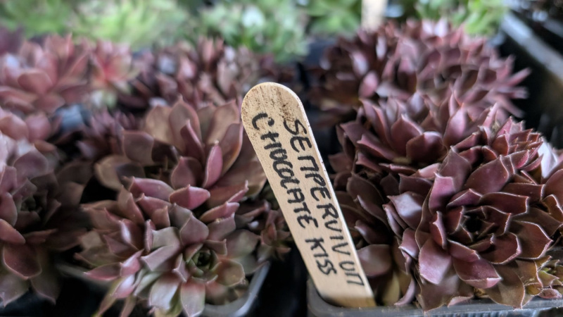 SEDUM-CHOCOLATE