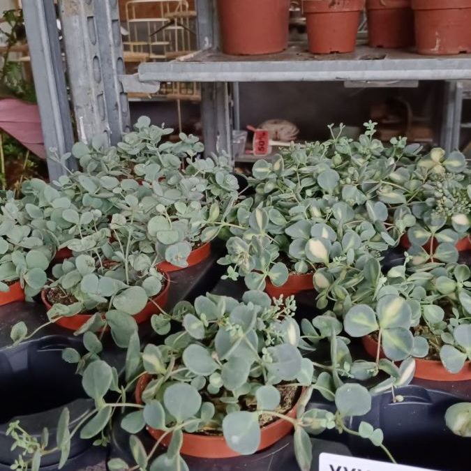 SEDUM  4€