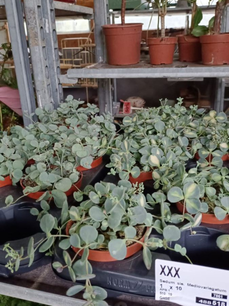 SEDUM 4€ SEDUM 4€