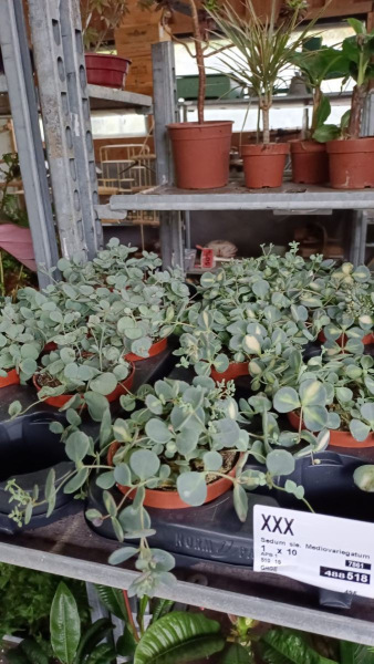 SEDUM  4€