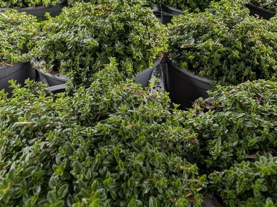 THYM-SERPOLET  4€50