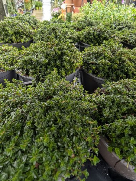 THYM-SERPOLET 4€50 THYM-SERPOLET 4€50