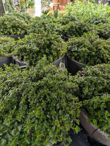 THYM-SERPOLET  4€50