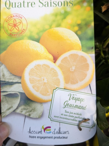 agrume-citron-4-saison agrume-citron-4-saison