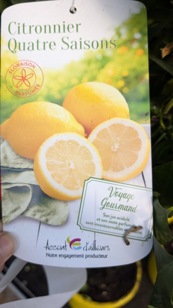 agrume-citron-4-saison