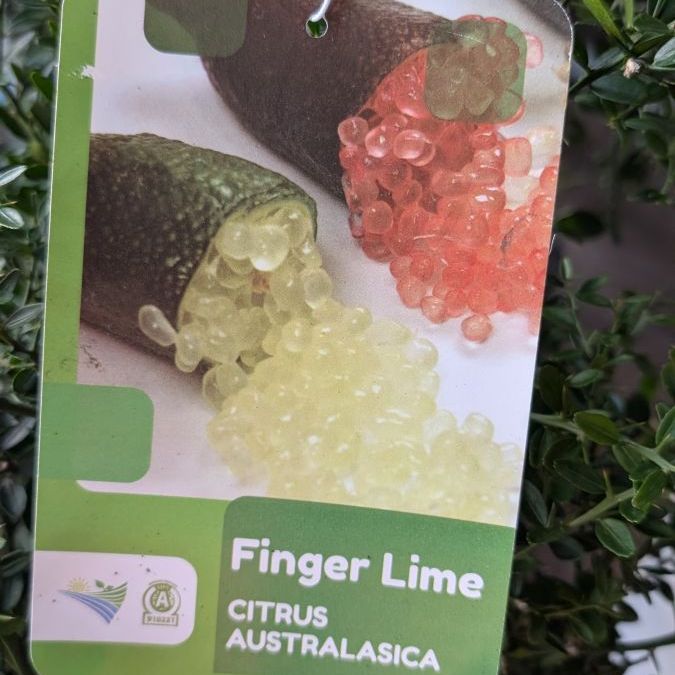 agrume-citron-caviar