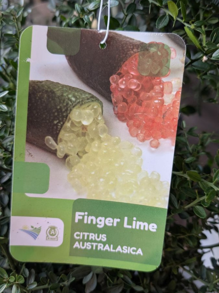 agrume-citron-caviar agrume-citron-caviar