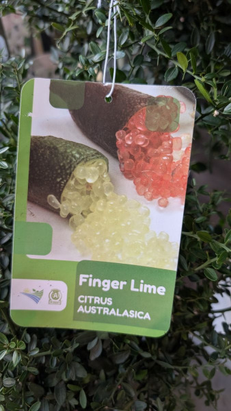 agrume-citron-caviar