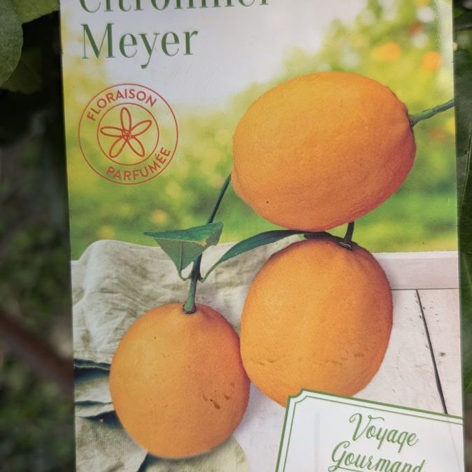 agrume-citron-meyer