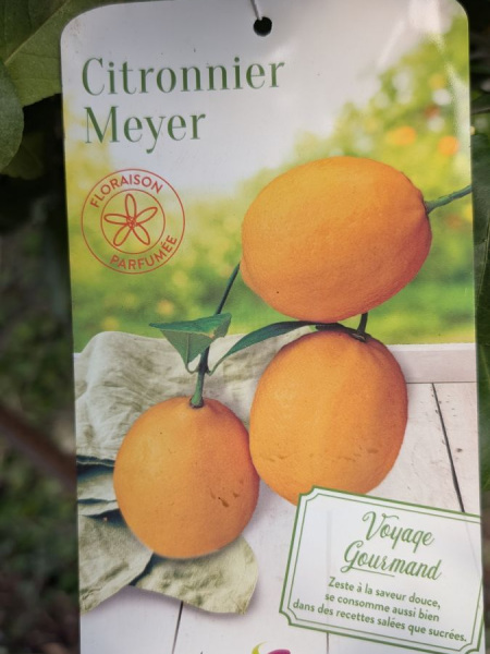 agrume-citron-meyer
