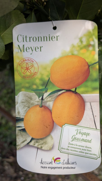 agrume-citron-meyer