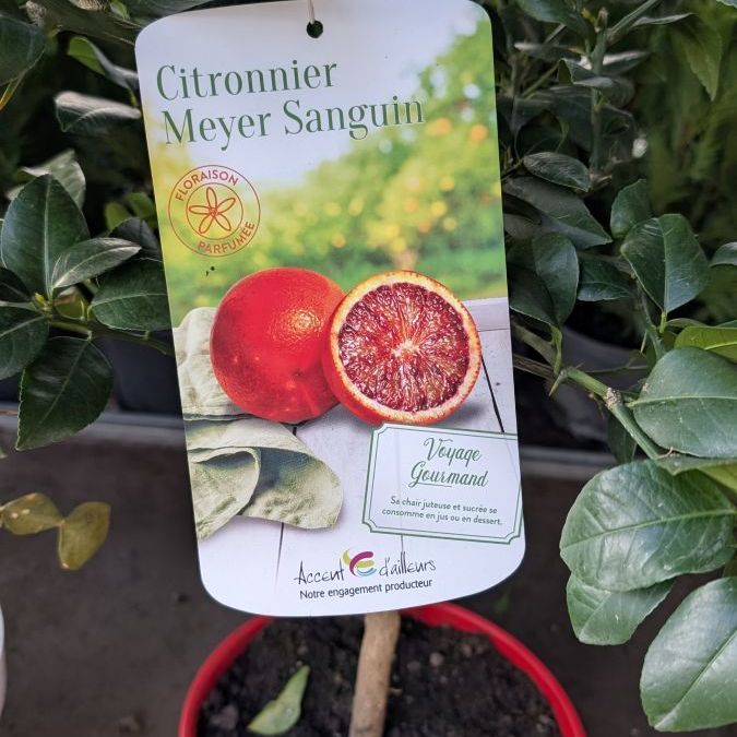 agrume-citronnier-meyer-sanguin