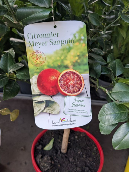 agrume-citronnier-meyer-sanguin