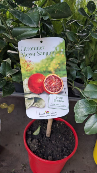 agrume-citronnier-meyer-sanguin