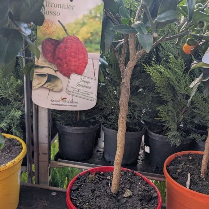 agrume-citronnier-rosso
