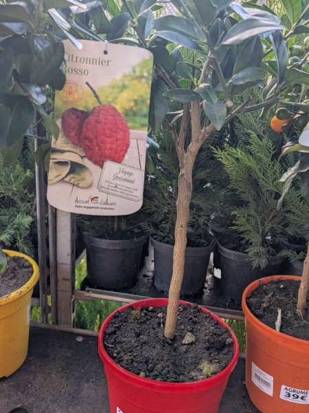 agrume-citronnier-rosso agrume-citronnier-rosso