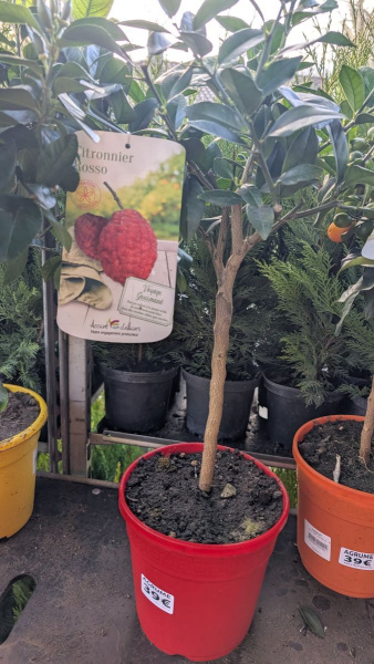 agrume-citronnier-rosso