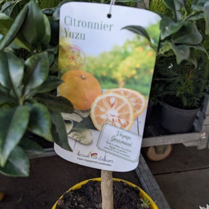 agrume-citronnier-yuzu