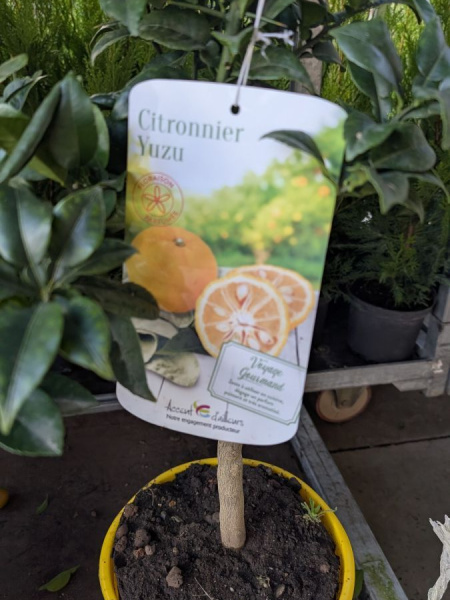 agrume-citronnier-yuzu