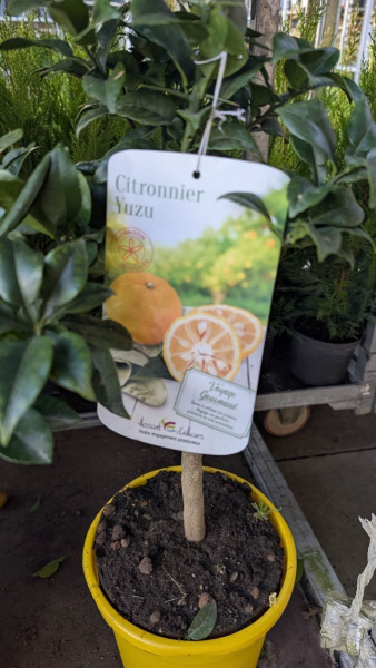 agrume-citronnier-yuzu