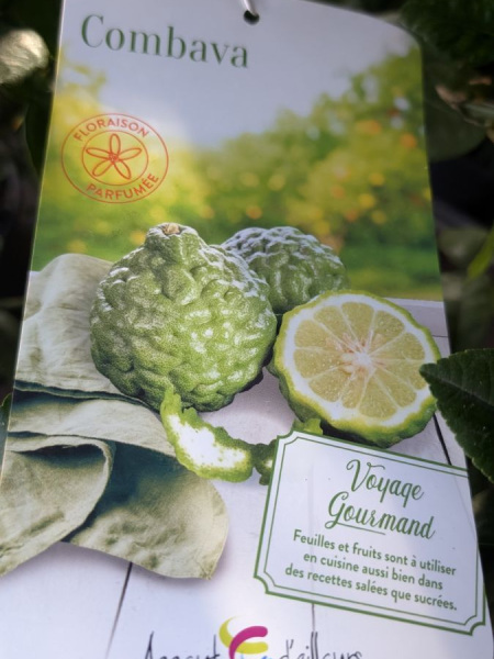 agrume-combava agrume-combava