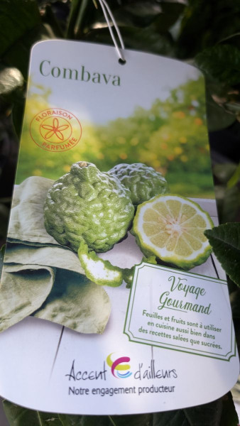 agrume-combava
