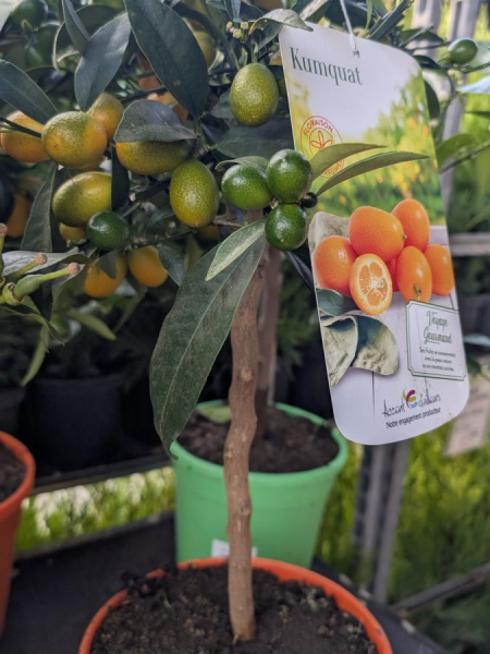 agrume-kumquat