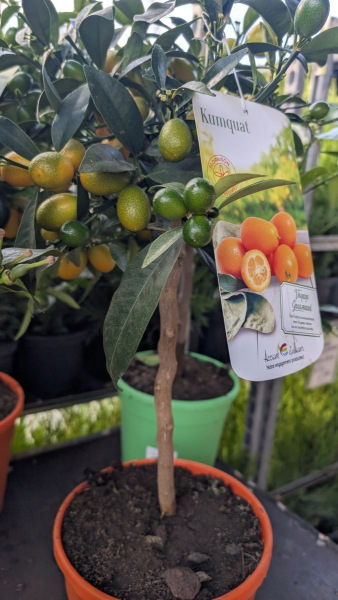 agrume-kumquat