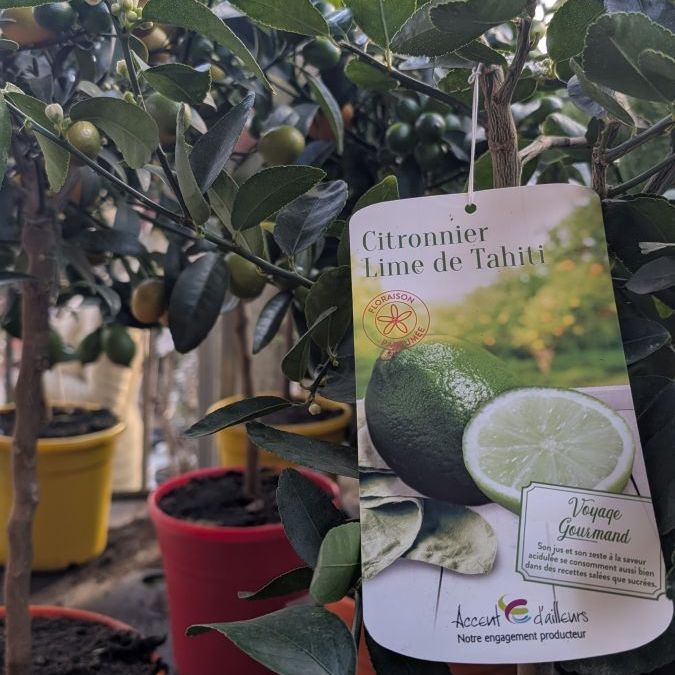 Citron   lime de tahiti