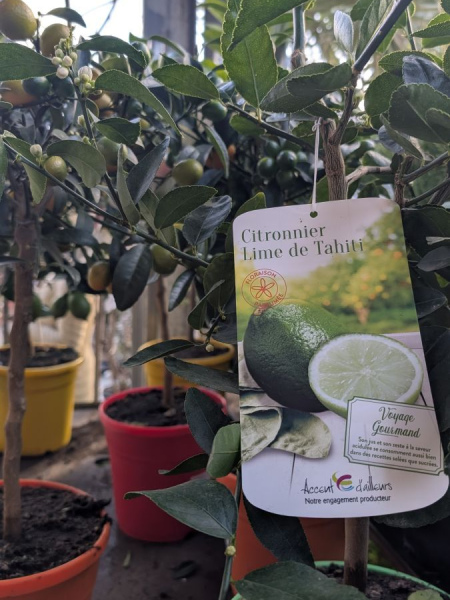 Citron lime de tahiti Citron lime de tahiti