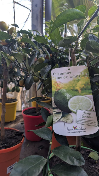 Citron   lime de tahiti