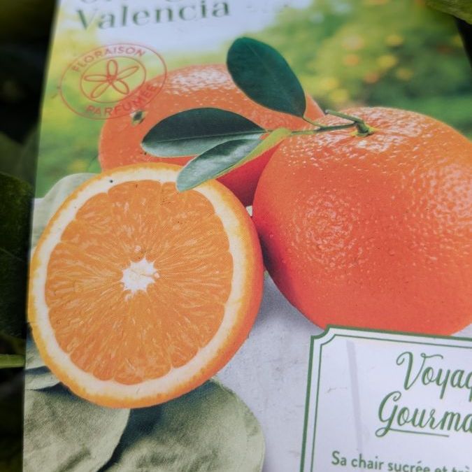 agrume-oranger-valencia
