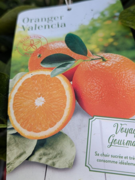 agrume-oranger-valencia