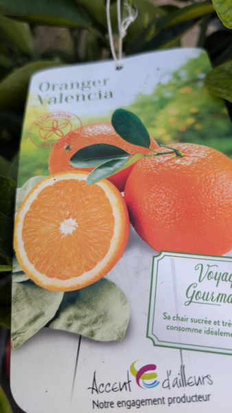 agrume-oranger-valencia