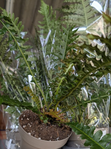 blechnum-spicant