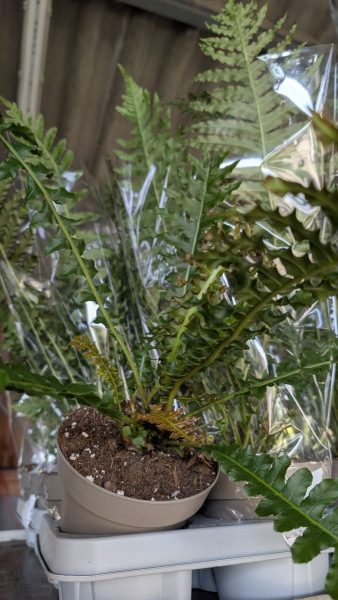 blechnum-spicant